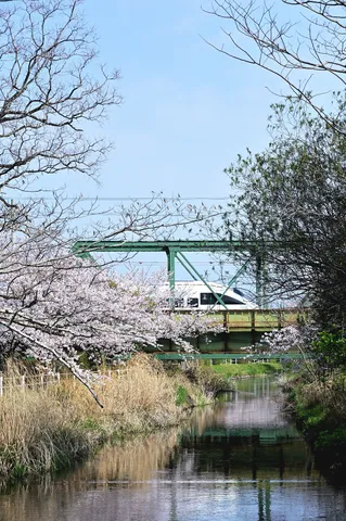 桜と橋と、ちらり電車