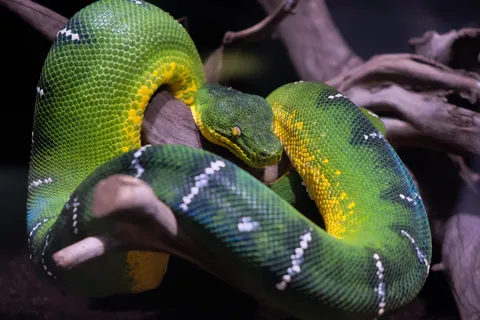 自然界の宝石、エメラルドツリーボア