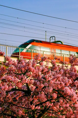 桜舞う春、赤い列車が往く