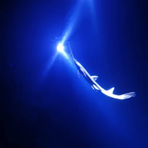 光に導かれし、深海の泳者