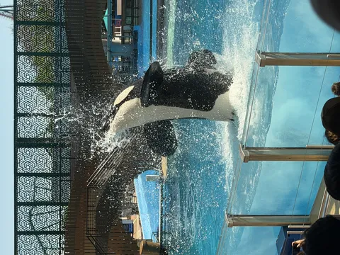 迫力満点！シャチの豪快な水しぶき