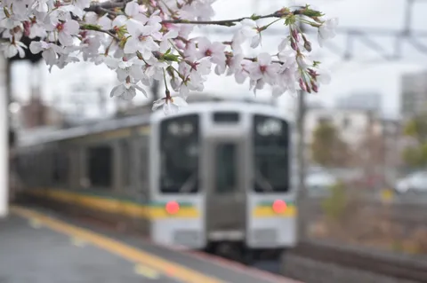 桜越しに見る日常