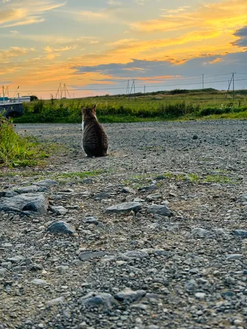 夕焼け見つめる猫