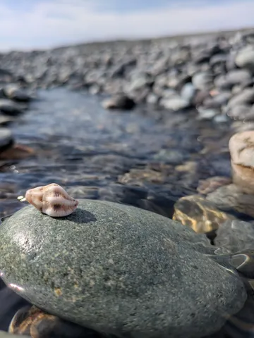 流れる水と貝殻の静寂