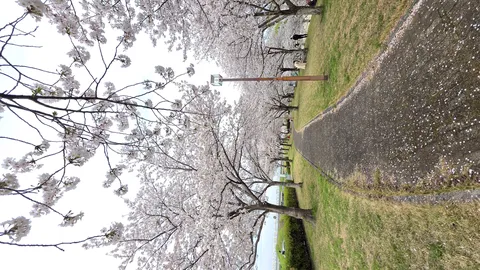 桜並木の散歩道