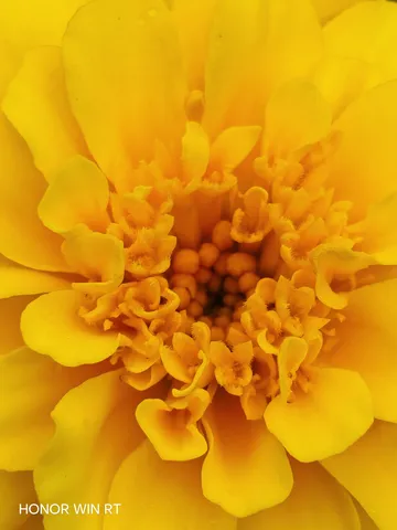 黄金色の花びらが織りなす芸術