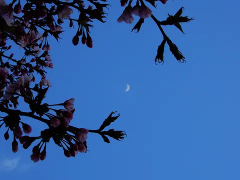 月夜の桜、儚い影