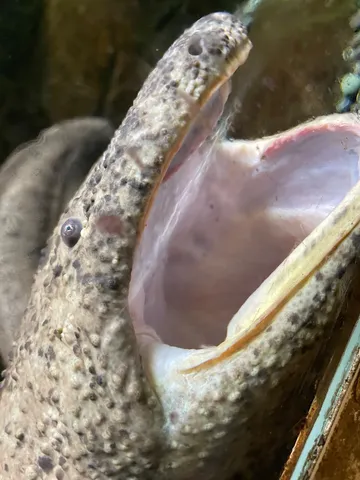 荒波を思わせる嘴の静寂