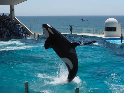 海の舞台で躍るシャチ