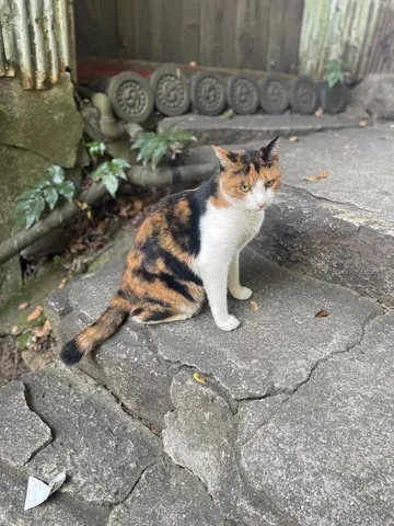 石段に佇む三毛猫の風情
