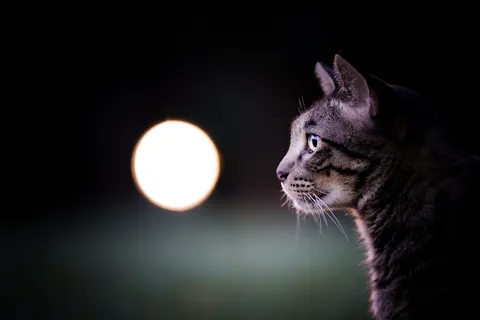 月夜と見つめる猫