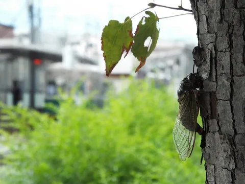 最後の夏