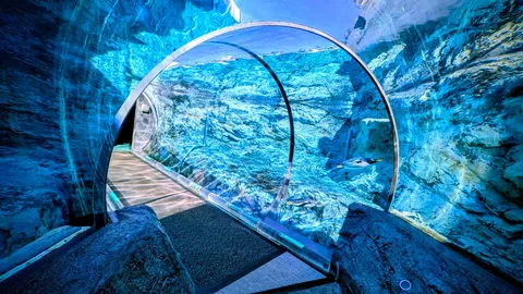水中トンネルから望む青の世界