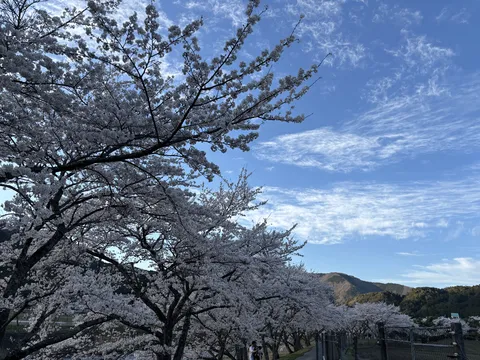 青空に映える桜のトンネル