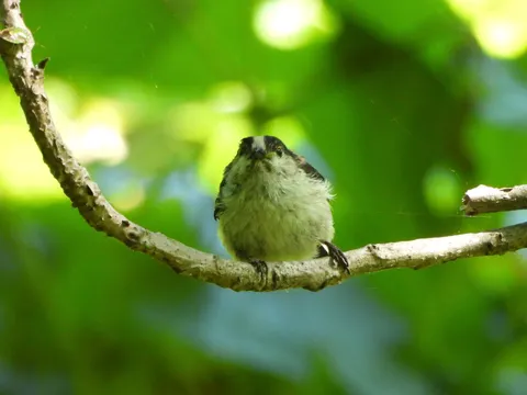 丸いフォルムに癒される