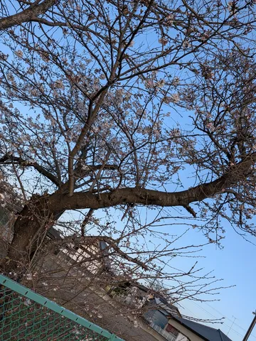 青空に映える春の兆し