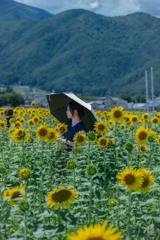 ひまわり畑の傘少女
