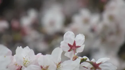 淡く揺れる春の息吹