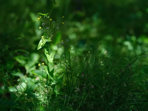 木漏れ日の草花