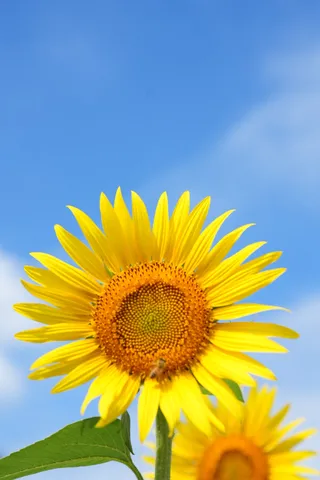 青空に咲く、夏の太陽