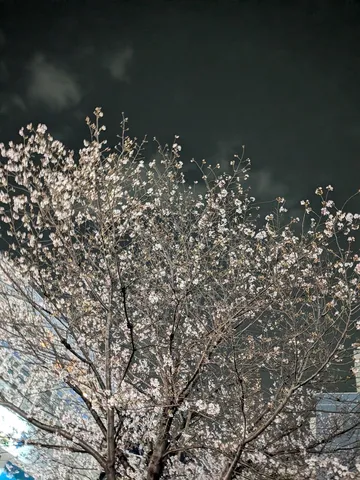 夜に舞う桜の輝き