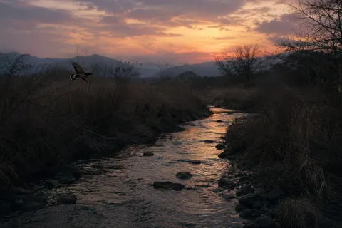 夕暮れの川辺、飛翔する鳥