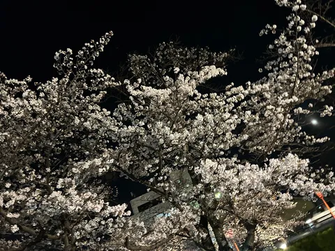 夜桜、月明かりに照らされて
