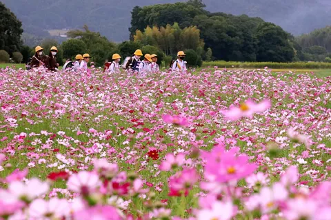 花畑を歩く黄帽グループ