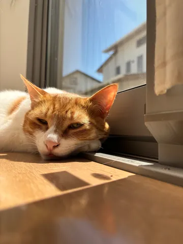 まどろむ猫、午後の光