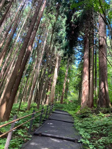 森の小道、静かなる誘い