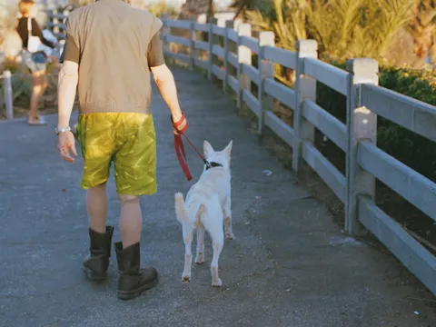 風薫る犬と歩く道