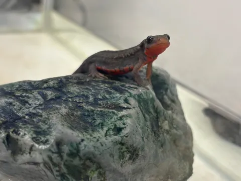 岩場に佇む小さな君