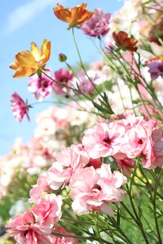 風の花壇へ誘う光
