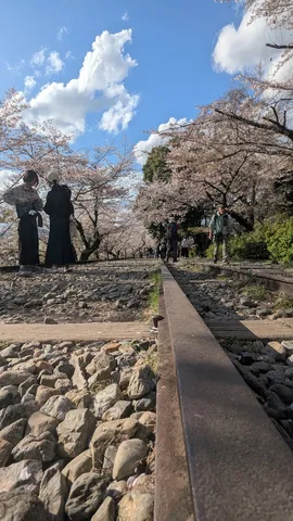 桜舞う、線路の道