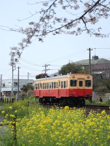春爛漫、花に囲まれたローカル線