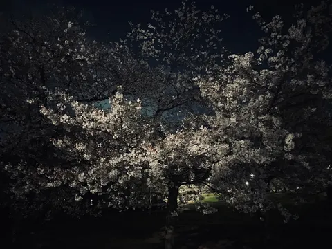 夜の桜が紡ぐ静寂
