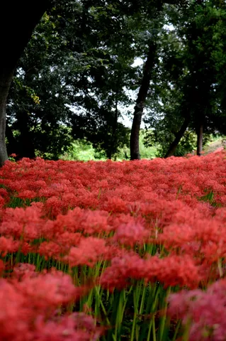 紅の花畑と木陰の印象