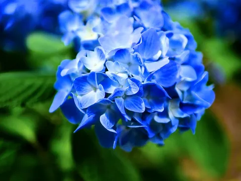 雨上がりの水滴、青い紫陽花