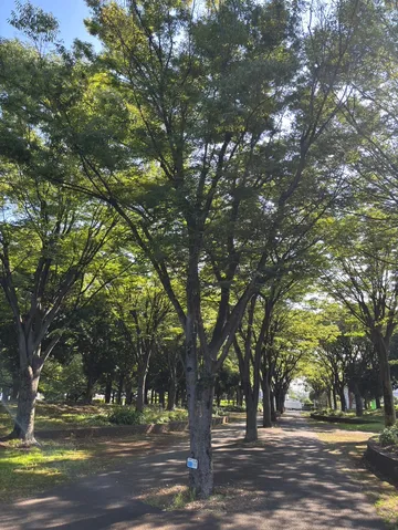 木漏れ日と緑のコントラスト
