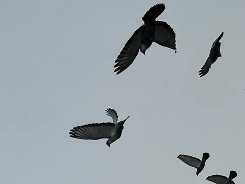 空を横断、鳥たちの休憩時間？