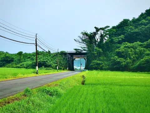 緑に包まれた道、トンネルの向こう