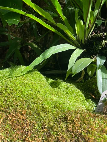 苔と光の緑の静寂