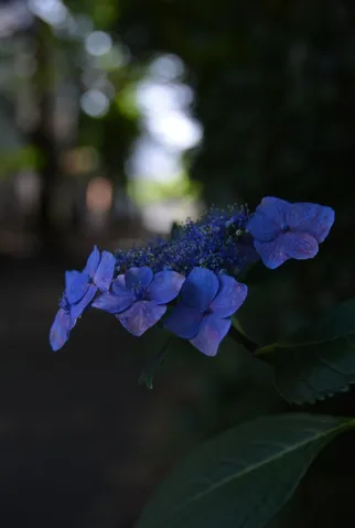 雨粒を纏う青い小花