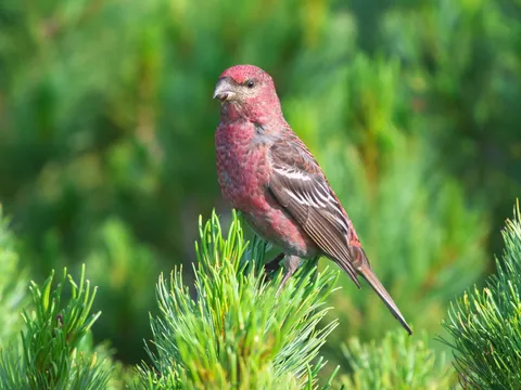 野鳥の姿、緑の囁き