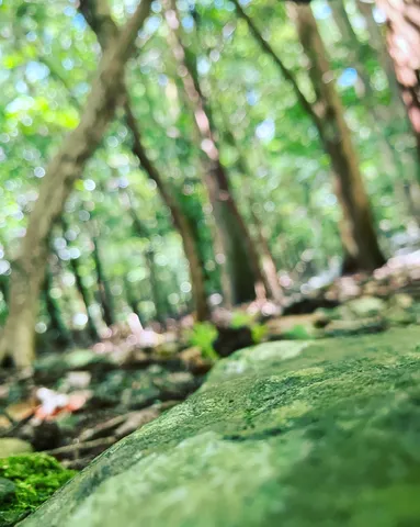 森の苔と光のささやき