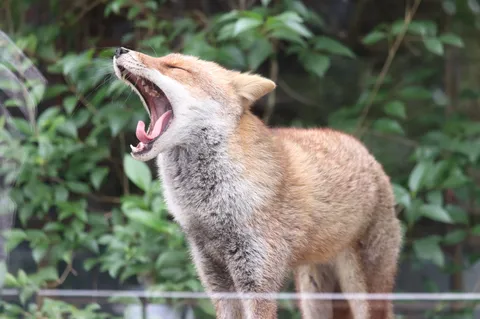 あくびの瞬間、夏が来る？