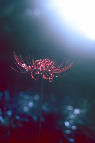 闇夜に咲く、深紅の蜘蛛花