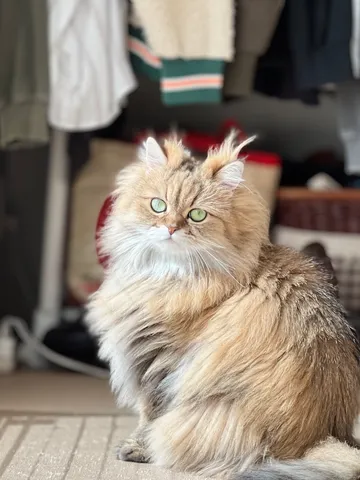 緑の瞳とふわり毛並み