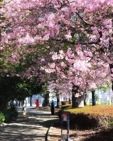 春爛漫、桜並木の静かな散歩道