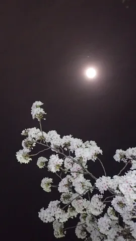 月明かりに照らされた桜